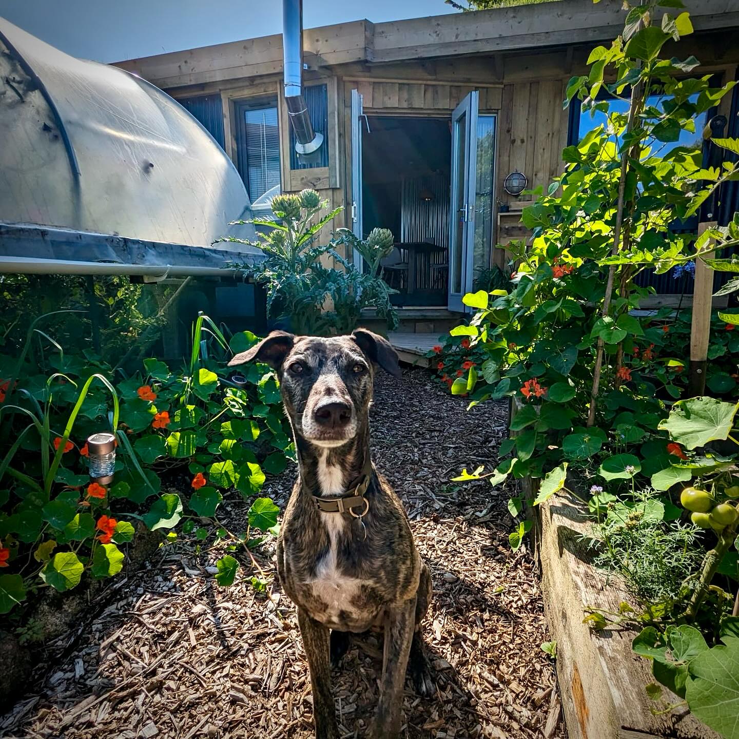 Dog relaxing at The Snug